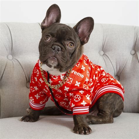 fancy clothes for french bulldog.